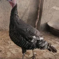 بغلمون ماده|حیوانات مزرعه|مشهد, شهید شهریاری|دیوار