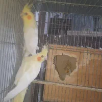 عروس هلندی با جوجه