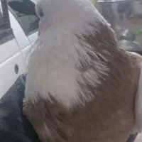 کبوتر|پرنده|جوکار, |دیوار