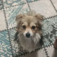 سگ نژاد پامر اشپیتز