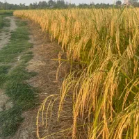 تخم جو هاشمی درجه یک خوشه بلند