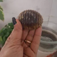 آموزش هنرهای گیاهی بانوان