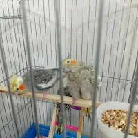 عروس هلندی نر و ماده|پرنده|قدس, شهرقدس|دیوار