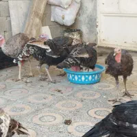 فروش بوقلمون|حیوانات مزرعه|بندر ماهشهر, |دیوار