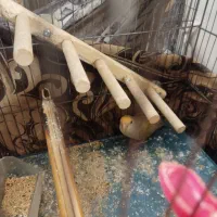 کوتوله ماده|پرنده|قم, انسجام|دیوار