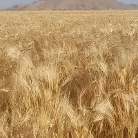 فروش-نقدی-جو-محلی-منطقه-رامجرد