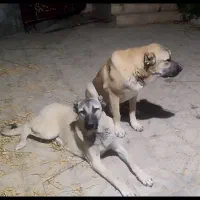 فروش سگ سرابی  اصل نر و ماده معاوضه با متور