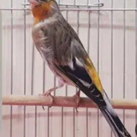 سهره قناری دهن قشنگ عتیقه