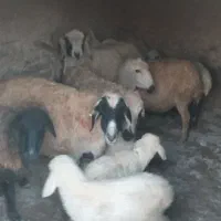 میش زاییده بره‌دار دونه ۱۲ و ۶۰۰ بردسیر