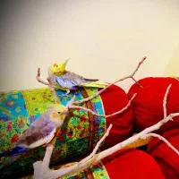 یک جفت عروس هلندی مولد