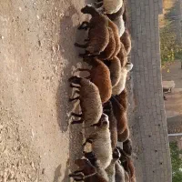 میش افشاری