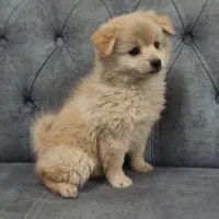 توله پامرین