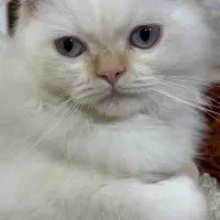 فروش توافقی گربه پرشین ماده