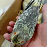 فروش تعدادی جوجه سرلاکی عروس هلندی|پرنده|کرمان, |دیوار