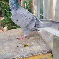 کبوترسارهفرنگ دمسفید14دم سینه سیاه کله رنگه طوقی|پرنده|مشهد, موسوی قوچانی|دیوار