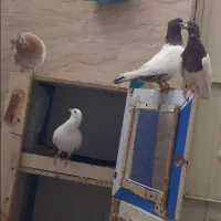 کفتر کله ای خوب|پرنده|قدس, شهرقدس|دیوار