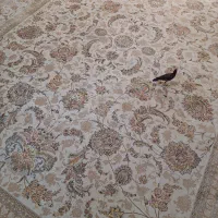 یک  تخته فرش ۹متری ۱۲۰۰ شانه در حد نو