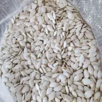 تخم کدو گوشتی و صدفی|عمدهفروشی|اقلید, |دیوار