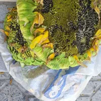 افتابگردان