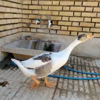 قوغاز