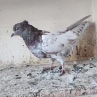 کبوتر کله‌دار3عدد