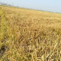 خرید شلتوک وفروش برنج