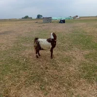 بز پاکستانی قیمت ۱۲۵۰۰۰۰۰