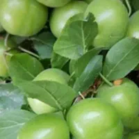 نهال درخت ۳ ساله گلدانی آماده کاشت|خدمات باغبانی و درختکاری|اصفهان, شهرک کاوه|دیوار