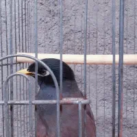 مینا  خوش صحبت