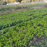 درخت گرازهستم