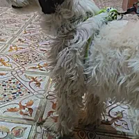 سگ پا کوتاه