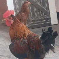 خروس ومرغ|پرنده|اهواز, ۲۵۴دستگاه|دیوار