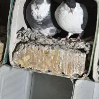 یک جفت دمگیر دم لول|پرنده|مبارکه, |دیوار