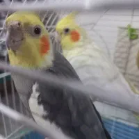 یک جفت عروس هلندی با قفس