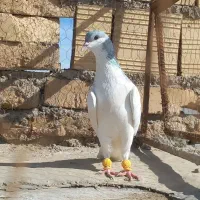 کبوتر پرشی هم جفتی|پرنده|دشتابی, |دیوار