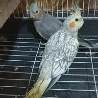 یک جفت عروس هلندی|پرنده|صباشهر, |دیوار