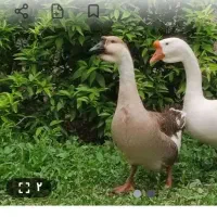 قو غاز نر دارم می دم جاش،قو غاز ماده می گیرم