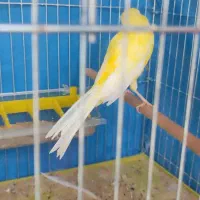 قناری سوپر طلایی