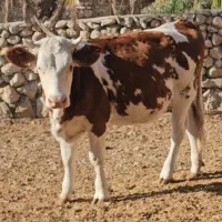 گاو نوبر|حیوانات مزرعه|ارژن, |دیوار