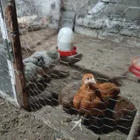 جوجه مرغ