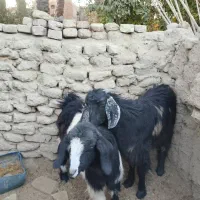 گتاچ خوب|حیوانات مزرعه|سراوان, |دیوار