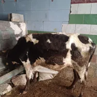 گاو و گوساله دورگ