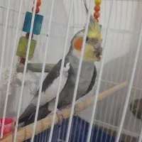 عروس هلندی|پرنده|گرمسار, |دیوار