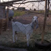 بز افغانی|حیوانات مزرعه|خرمشهر, |دیوار