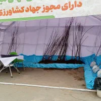 کاشت درخت کود حیوانی وتیلر زنی