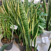 زاموفیلیا سوپر بلک سایز بزرگ|گل و گیاه طبیعی|اصفهان, سپاهانشهر|دیوار