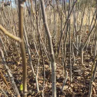 نهال|خدمات باغبانی و درختکاری|الیگودرز, |دیوار