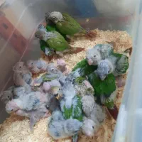 گرینچیک برزیلی