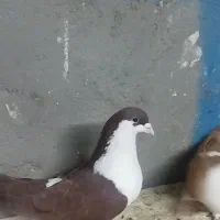 کبوتر خوشکل