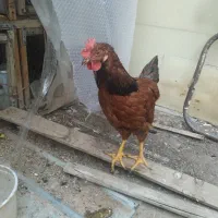 مرغ وخروس گلپایگانی|حیوانات مزرعه|قم, انسجام|دیوار